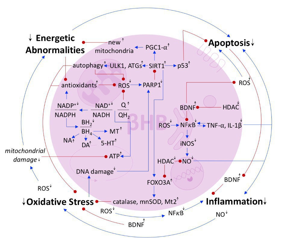 The mechanisms by which the ketone body D-β-hydroxybutyrate may improve the multiple cellular pathologies of Parkinson’s disease