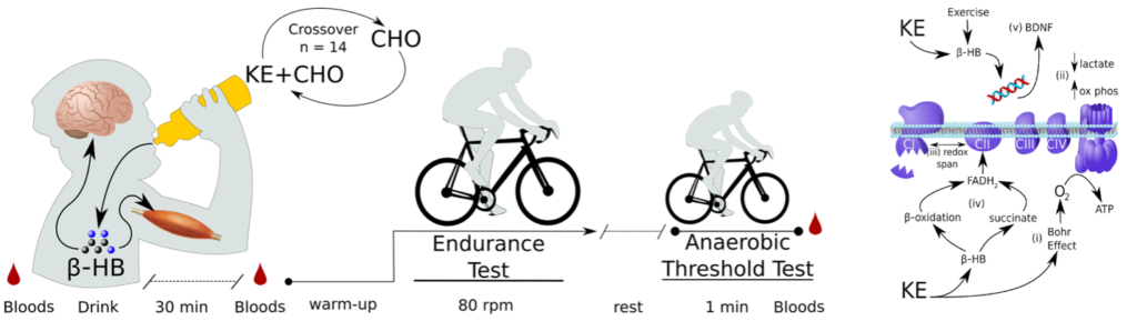 A ketone ester drink enhances endurance exercise performance in Parkinson’s disease